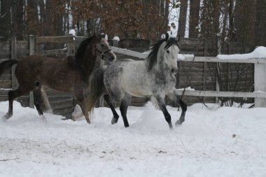 2 Arap atı beyaz bir çit ve sarı yaprakları ile ağaçlara karşı çayırda karda çalışır. Kıdemli gri, genç tay (1 yaşında) gri olacak.