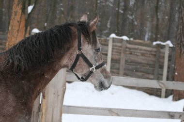 Portre genç Arap 1 yaşındaki aygır bir çit ve bir kış ormanlık karşı bir padok yürüyüş. Tay hala bir defne takım elbise, gri olacak.