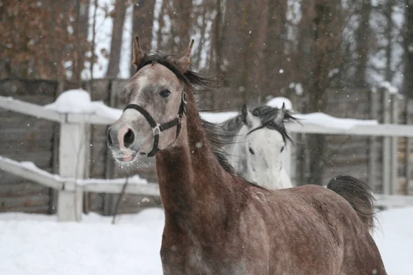 Genç bir Arap 1 yaşındaki aygır bir çit ve bir kış ormanı karşı bir güvercin dörtnala. Tay hala bir defne takım elbise, gri olacak.