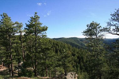 Denver'daki Rocky Dağları'nın manzarası. Ön planda güzel çam ağaçları ve arka mavi dağlar. mayıs ayında güneşli bir gün.
