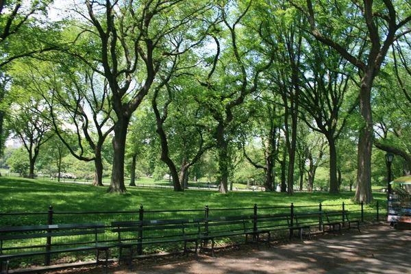 Árvores Tortas New York Central Park Maio 2016 — Fotografia de Stock