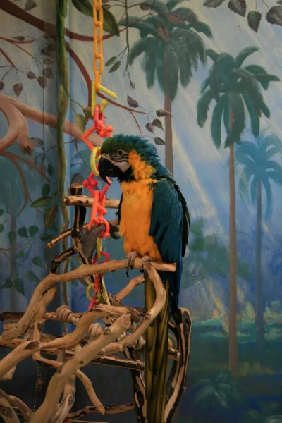 Blue-and-Yellow Macaw in a pet store in Denver. The parrot sits in the aviary with toys and a branch.