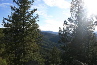 Denver'daki Rocky Dağları'nın manzarası. Ön planda güzel çam ağaçları ve arka mavi dağlar. mayıs ayında güneşli bir gün.
