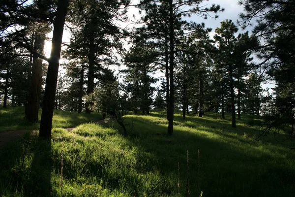 Sun Shines Pines Mountains Rocky Ground Covered Grass Pines Grow — Stock Photo, Image