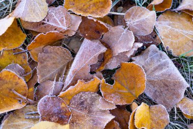 Sonbaharın sonlarında orman zemininde kışın, kışın ve sonbaharın başlangıcında yapraklarla birlikte birçok donmuş yaprak vardır.  