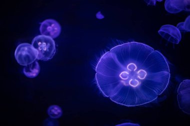 Sudaki denizanaları, deniz hayvanları konsepti.