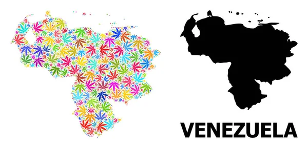 Vector Collage Mapa da Venezuela de folhas de cânhamo psicodélico e Mapa Sólido — Vetor de Stock