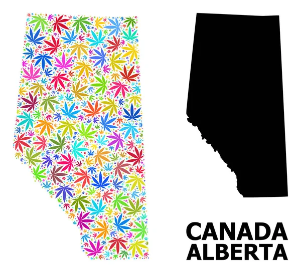 Vector Collage Map of Alberta Επαρχία Colored Marijuana Φύλλα και Στερεός Χάρτης — Διανυσματικό Αρχείο