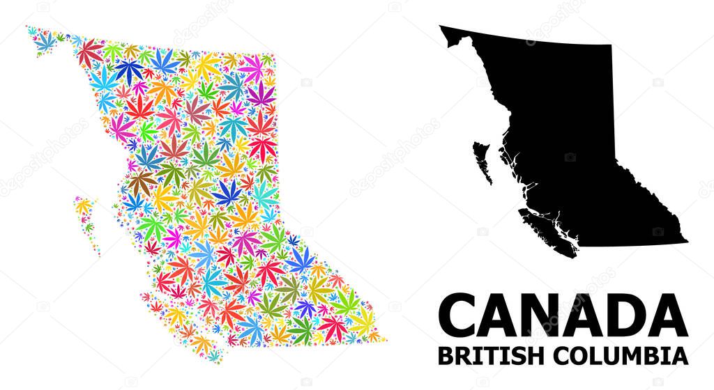 Vector Collage Map of British Columbia Province of Psychedelic Cannabis Leaves and Solid Map