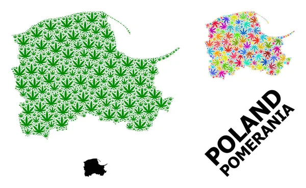 Vektormosaik-Karte der Pommerschen Provinz mit hellen und grünen Cannabisblättern und solider Karte — Stockvektor