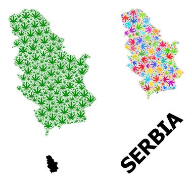 Sırbistan 'ın Parlak ve Yeşil Kenevir Yaprakları ve Somut Haritası Vektör Kolajı
