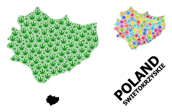 Swietokrzyskie Eyaletinin Vektör Mozaik Haritası Psikedelik ve Yeşil kenevir Yaprakları ve Solid Haritası