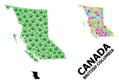 British Columbia 'nın Psikedelik ve Yeşil Kenevir Yaprakları ve Kolaçan Haritası