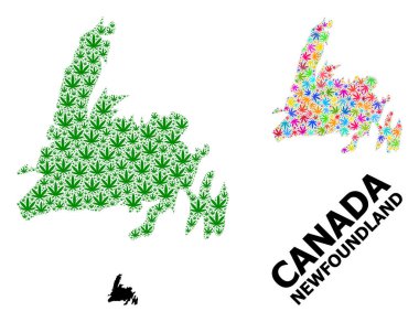 Newfoundland Adasının Vektör Kolajı Parlak ve Yeşil Marihuana Yaprakları ve Katı Haritası