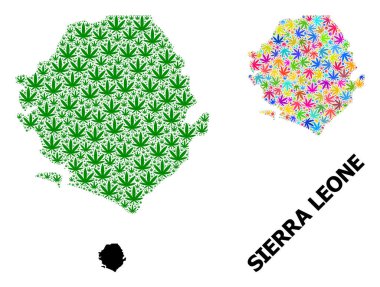 Sierra Leone 'nin Vektör Mozaik Haritası Renkli ve Yeşil Marihuana Yaprakları ve Katı Harita