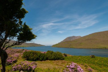 Irlanda. Parco nazionale di Connemara. Area naturale protetta dell 'Irlanda occidentale caratterizzata da montagne introestive (catena montuosa delle Dodici Cime), distese di torbiere, praterie e boschi.