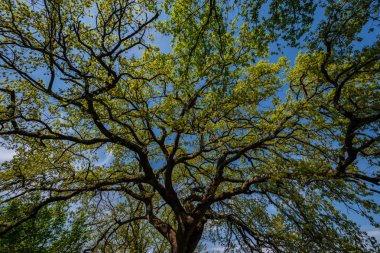 Meşe ağacı. Quercus, Fagaceae familyasına ait bir bitki cinsine ait bir bitki cinsine ait, yaygın olarak meşe adı verilen ağaçlardan oluşan bir bitki cinsine bilgili.