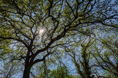 Meşe ağacı. Quercus, Fagaceae familyasına ait bir bitki cinsine ait bir bitki cinsine ait, yaygın olarak meşe adı verilen ağaçlardan oluşan bir bitki cinsine bilgili.