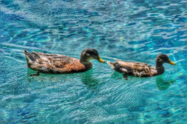 Teal (Anas Crecca). Ortak deniz göbeği veya Eurasian Teal (Anas Crecca Linnaeus, 1758) Anatidae ailesinin bir kuştur.