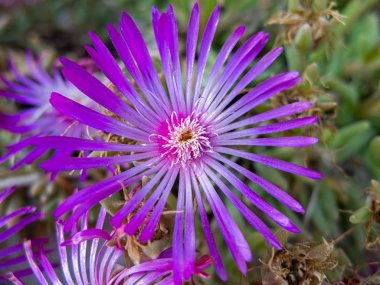 Mesembriatemo. Mesembriantemo küçük sulu bir bitkidir. Küçük, sulu bir bitkidir..