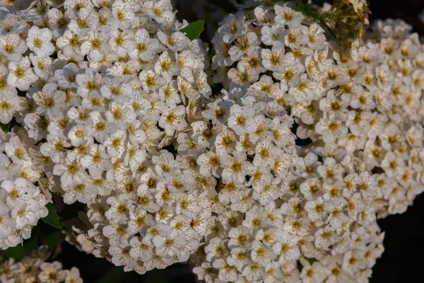 Hawthorn Hawthorn Arbusto Muito Ramificado Pequena Árvore Torcida Espinhosa Pertencente — Fotografia de Stock