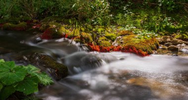 Borrello, Chieti, Abruzzo. Bölgesel Doğal Rezerv ve WWF OASIS Cascate del Verde. 2001 yılında kurulan ve yaklaşık 287 hektarlık bir alanı kapsayan koruma altındaki doğal bir alan..