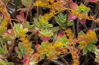 Aeonium haworthii. Aeonium ya da Haworth fırıldağı olarak da bilinir, Crassulaceae familyasından sulu bir bitki türüdür. Kanarya Adaları ve Güney Kaliforniya 'ya özgüdür..