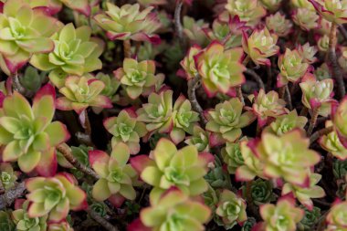 Aeonium haworthii. Aeonium ya da Haworth fırıldağı olarak da bilinir, Crassulaceae familyasından sulu bir bitki türüdür. Kanarya Adaları ve Güney Kaliforniya 'ya özgüdür..