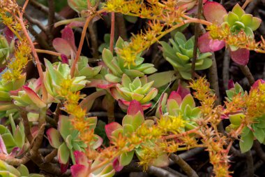 Aeonium haworthii. Aeonium ya da Haworth fırıldağı olarak da bilinir, Crassulaceae familyasından sulu bir bitki türüdür. Kanarya Adaları ve Güney Kaliforniya 'ya özgüdür..
