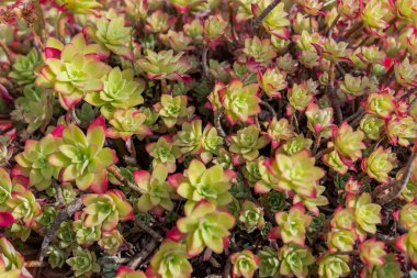 Aeonium haworthii. Aeonium ya da Haworth fırıldağı olarak da bilinir, Crassulaceae familyasından sulu bir bitki türüdür. Kanarya Adaları ve Güney Kaliforniya 'ya özgüdür..