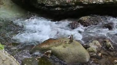 Milyonlarca yıl boyunca, Orfento Nehri (Caramanico Terme belediyesinde) söğütler, eğreltiotları ve yosunların yer aldığı yoğun nehir bitkileriyle kaplı dar bir vadi oluşturdu..