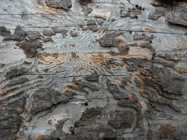 Old wood with bark beetle traces - texture for Design