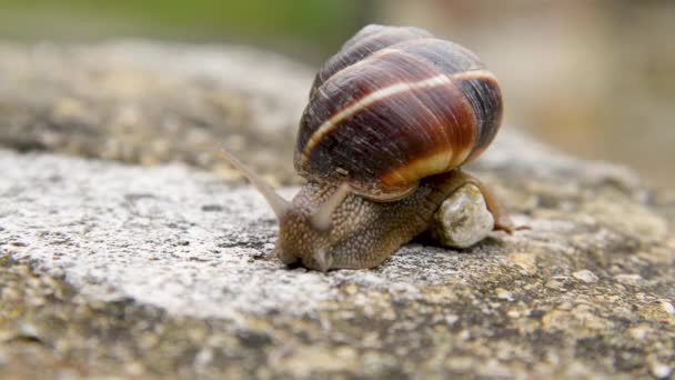 Grape snail crawls slowly along the surface close up. France and Provence. Clam — Stock Footage Grape Snail Crawls Slowly Surface Close France Provence Clam Video Clip
