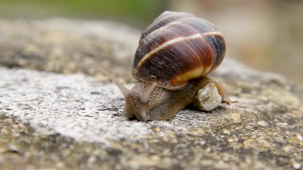 Виноградная Улитка Медленно Ползает Поверхности Франция Прованс Clam — стоковое видео