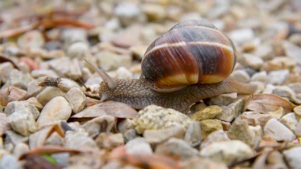 Grape snail crawls slowly along the surface close up. France and Provence. Clam — Stock Footage Grape Snail Crawls Slowly Surface Close France Provence Clam Royalty Free Stock Video