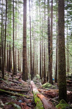 Seattle yakın orman