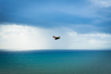 Sonoma devlet parkı 'nda Hawk