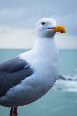 MARTIN Sonoma Coast State Park