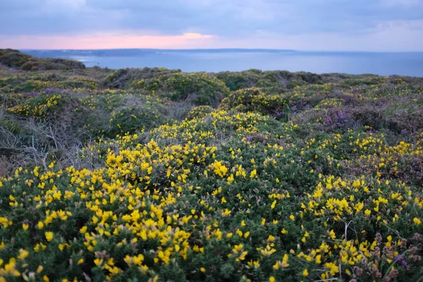 Çiçek Bretagne, Fransa