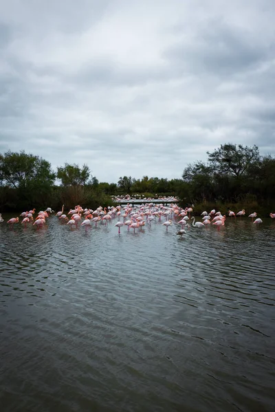 Flamingolar Camargues içinde