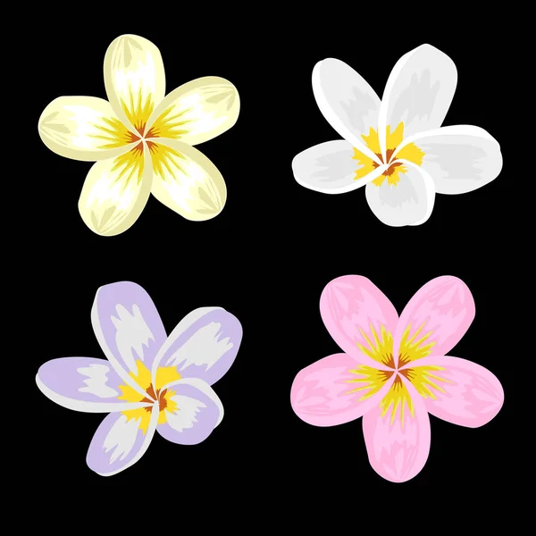 Flores Frangipani Sobre Fondo Negro — Vector de stock