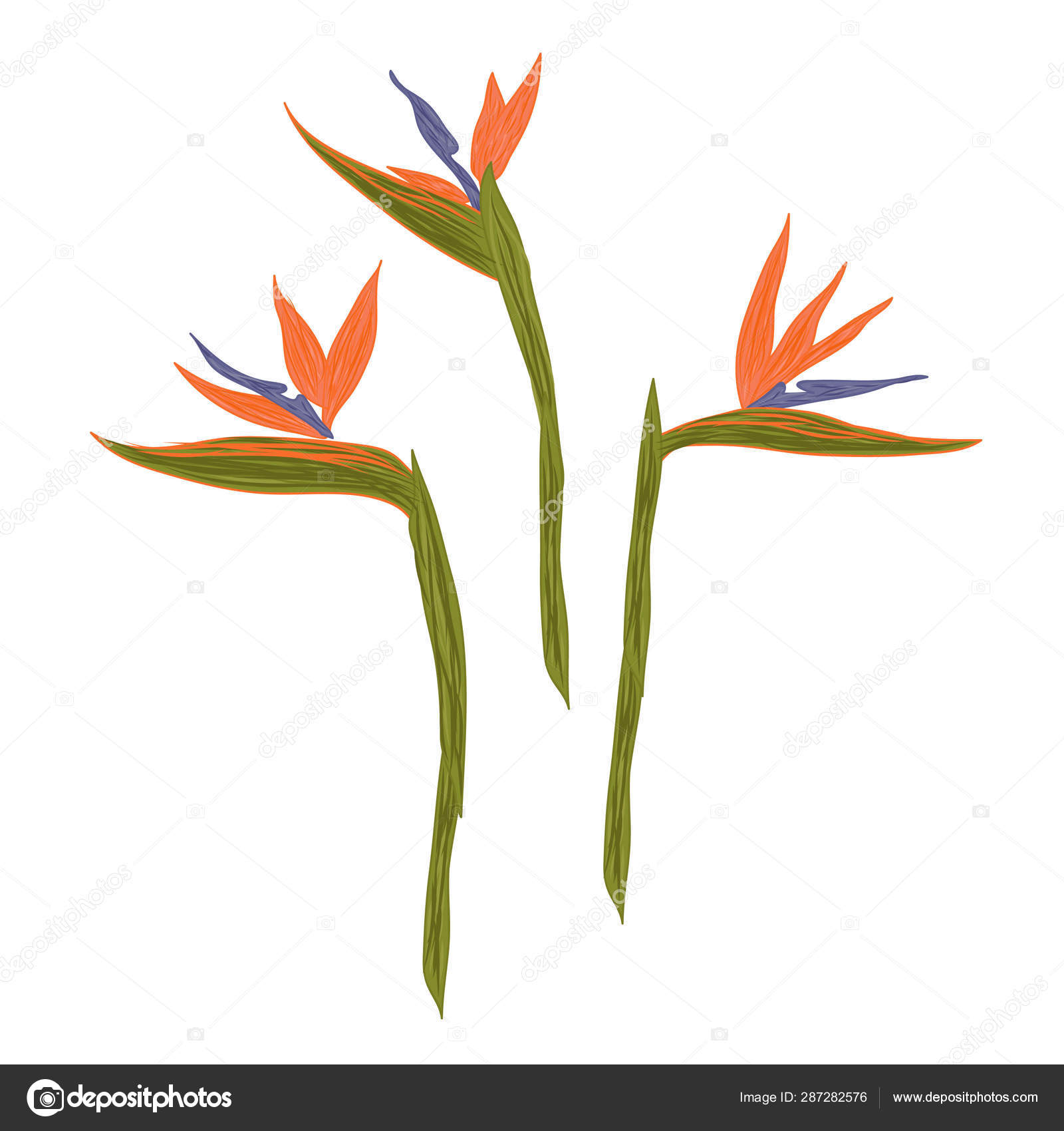 Cartoon Vector Illustration Bird Paradise Flowers Stock Vector Image by