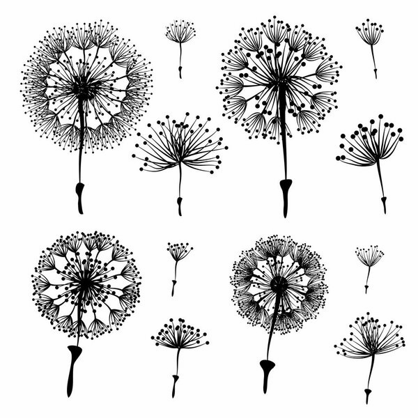 seamless vector pattern with dandelions on white background