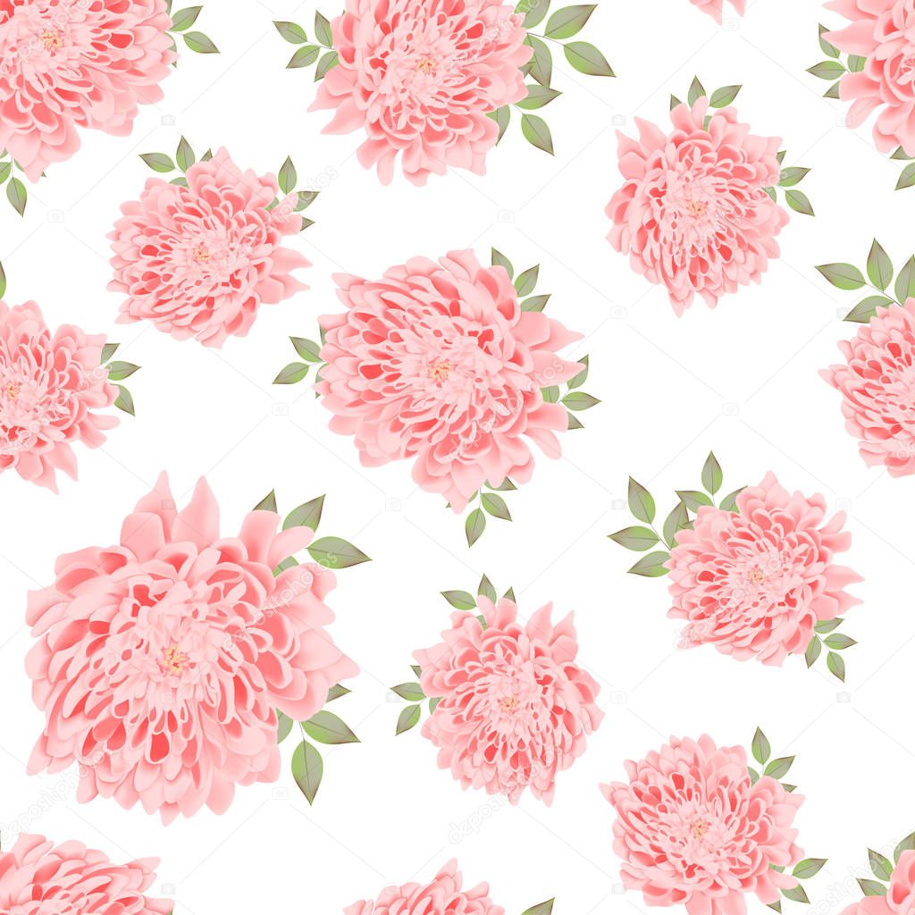seamless pattern with pink chrysanthemum flowers isolated on white background 