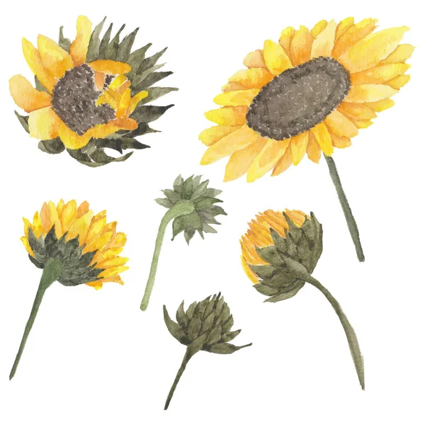 Illustration Der Sonnenblumenknospen Aquarell Stil — Stockvektor