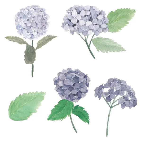 Aquarell Hortensie Blume Illustrationsset — Stockvektor