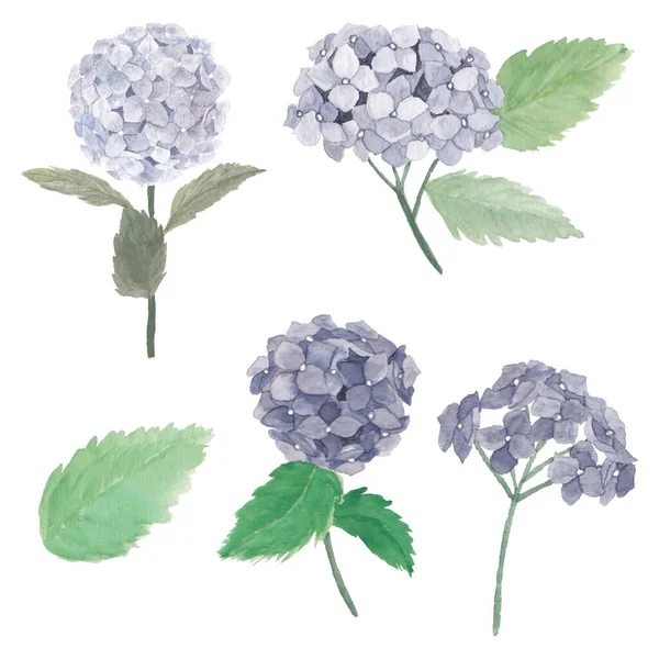 Aquarelle Hortensia Fleur Illustration Ensemble — Image vectorielle