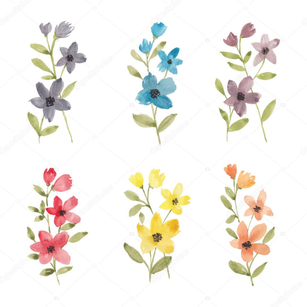 Colorful wildflower illustration watercolor collection