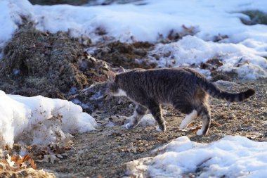 Erkek gri smokinli kedi kış mevsiminde dışarıda dolaşıyor..