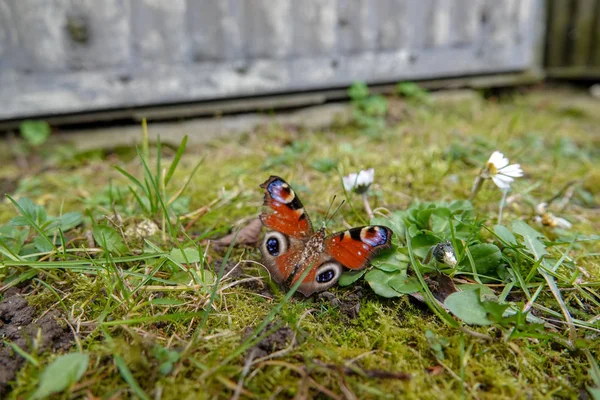 Бабочка-павлин сидит на цветке — стоковое фото